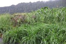 Banagrass